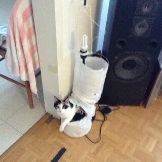 Destroy cat