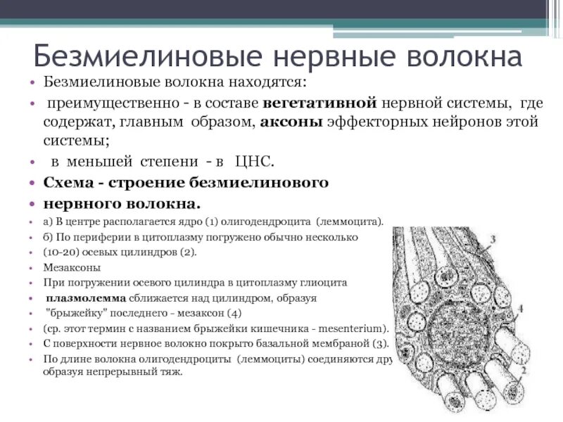 Безмякотные нервные волокна препарат гистология. Нервное волокно из соска. Строение безмиелинового нервного волокна. Нервное волокно из соска. Нервы и нервные волокна.