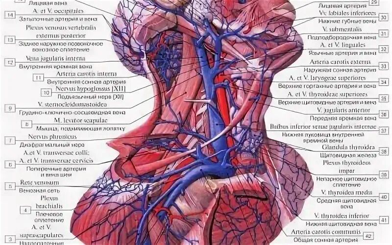 Внутренняя вена латынь. Подключичная Вена анатомия. Внутренняя яремная Вена и подключичная Вена. Наружная яремная Вена анатомия. Внутренняя яремная Вена притоки.