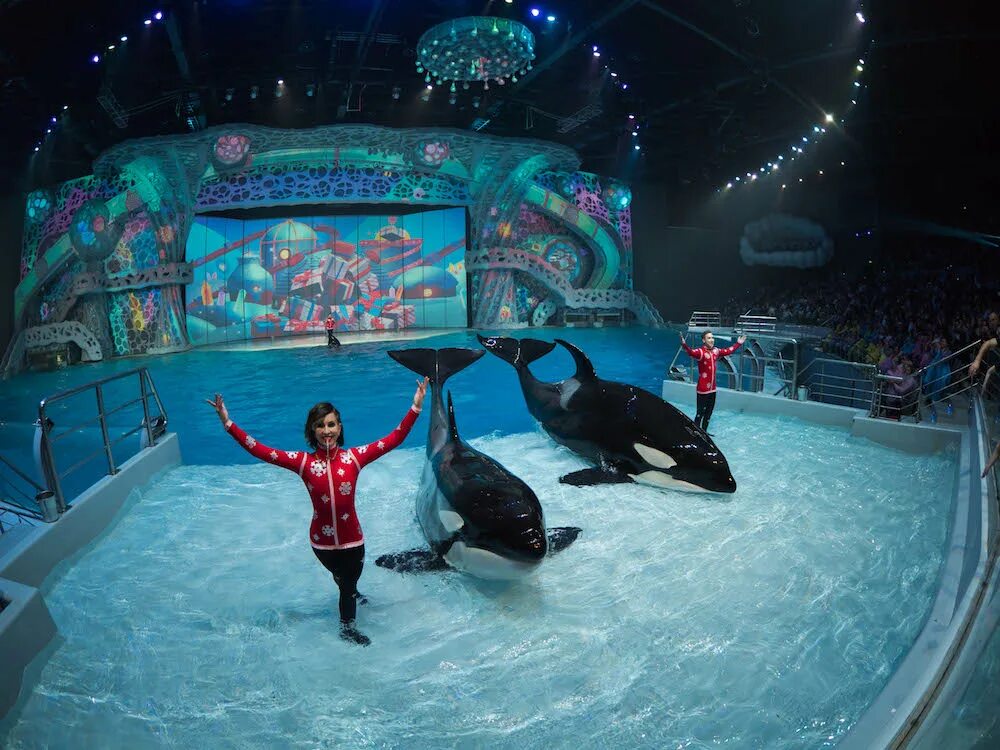 москвариум на вднх шоу. представление в москвариуме на вднх. касатка на вднх. представление в москвариуме на вднх. москвариум шоу сон в летнюю ночь.