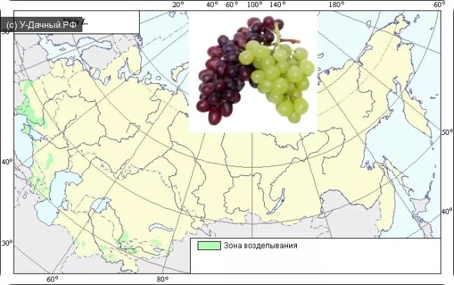 Яблоня распространение. Ареал произрастания винограда. Виноград ареал. Виноград Амурский ареал произрастания. Ареал винограда в России.