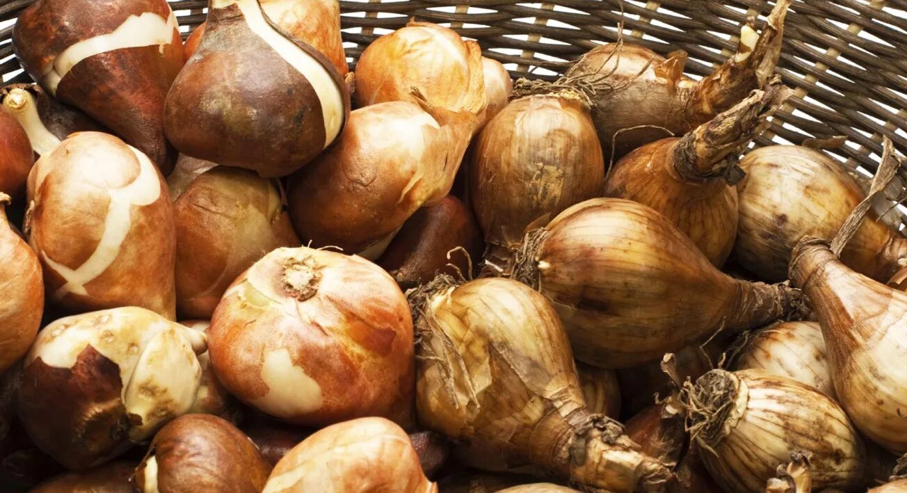 луковицы тюльпанов голландия. луковицы интернет магазин. луковицы тюльпанов пятерочка 2022. недозрелые луковицы тюльпанов. луковица тюльпана.