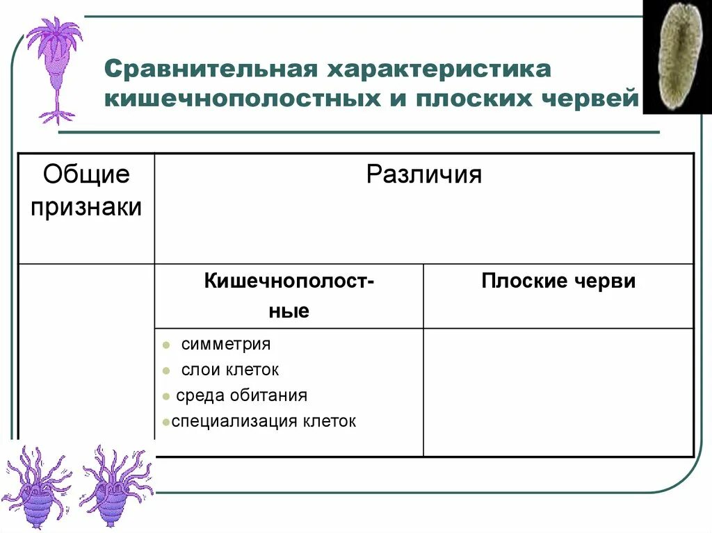 Плоские черви сравнение. Сравнение кишечнополостных и плоских червей 7 класс. Сравнение кишечнополостных и плоских червей таблица 7. Сравнение кишечнополостных и плоских червей таблица. Сравнительная характеристика Кишечнополостные и плоские черви.