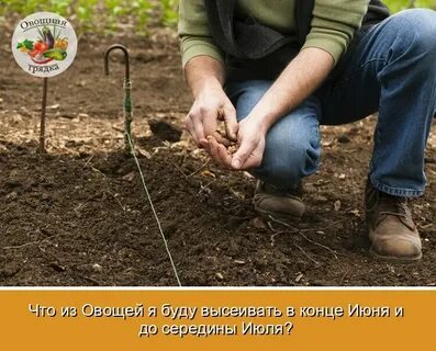 Когда сажать репу в открытый грунт