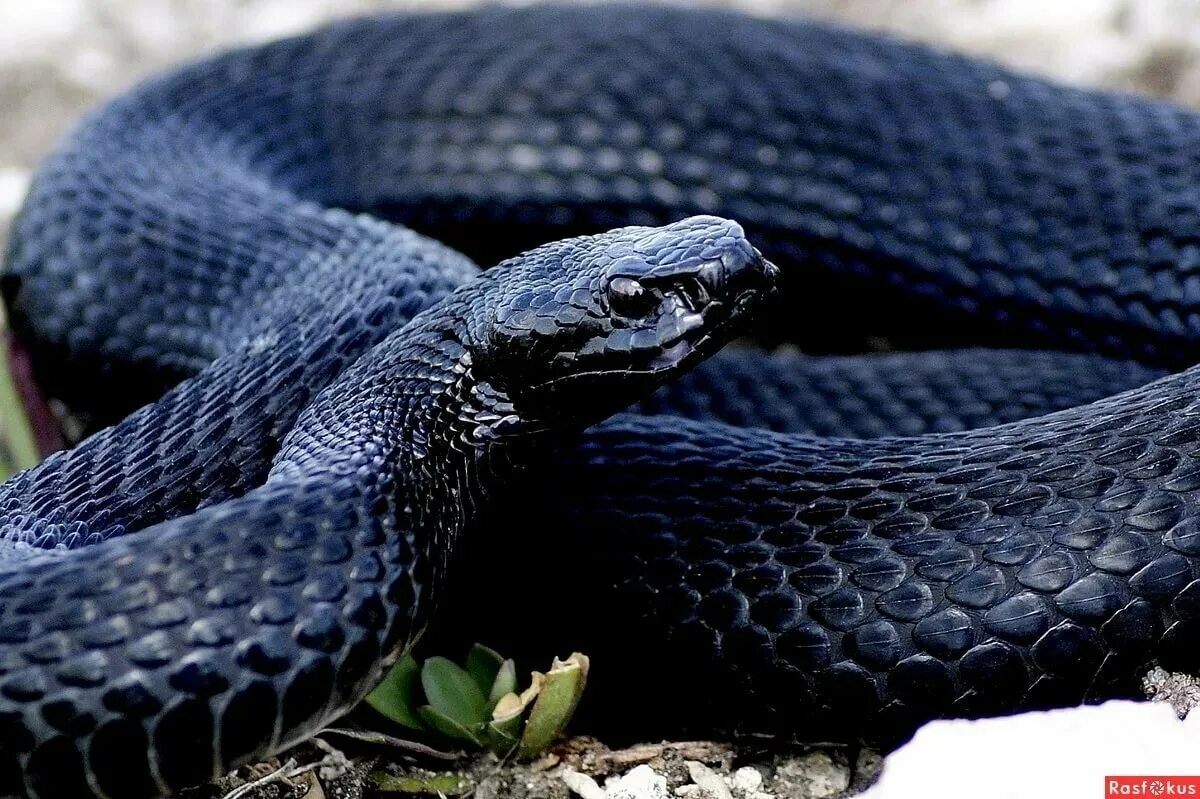 Черный змей что означает. Змея гадюка. Змея гадюка обыкновенная. Чёрная гадюка змея. Обыкновенная гадюка меланист.