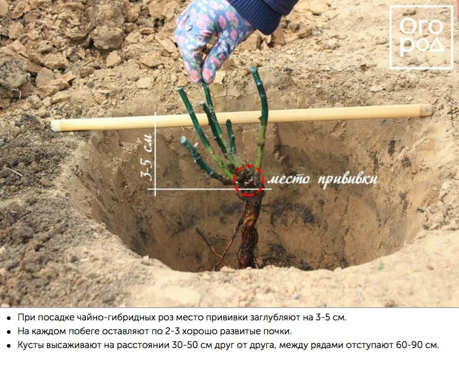 Посадка роз весной в открытый грунт. Посадка чайно гибридных роз. Посадка розы в грунт. Посадка привитой розы. Заглублять ли розы при посадке