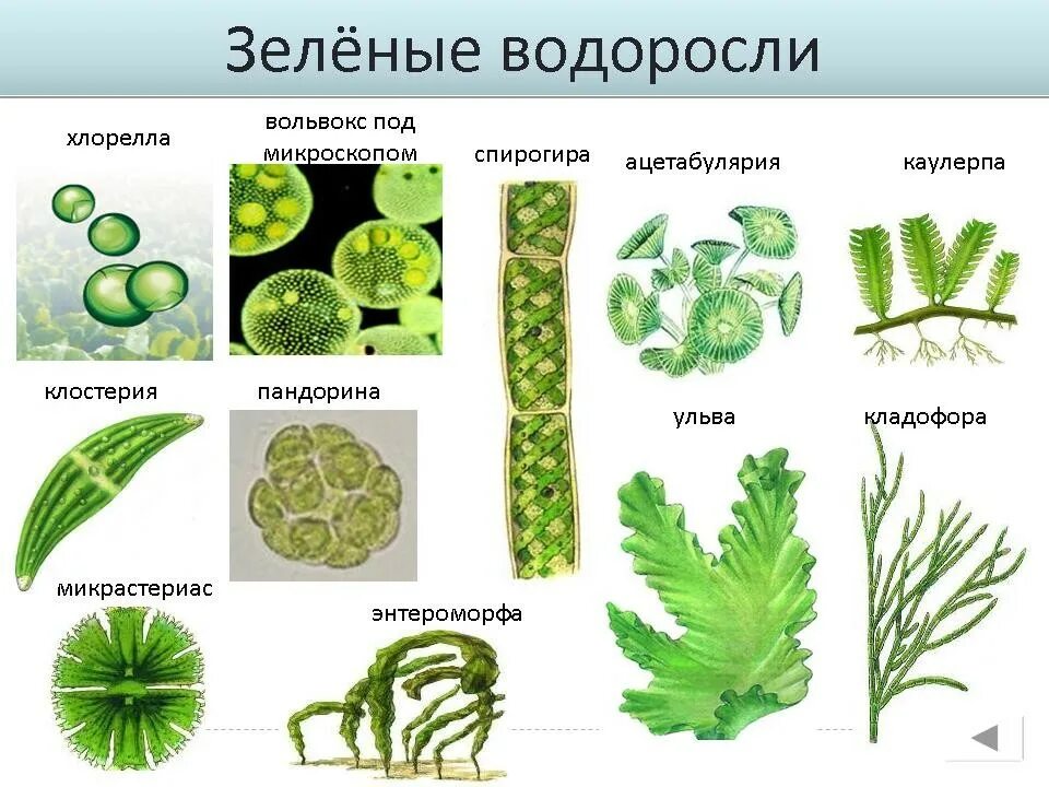 Зеленые водоросли формы. Chlorophyta отдел зелёные водоросли. Отдел зеленые водоросли одноклеточные. Представители зеленых водорослей 7 класс. Одноклеточные растения зеленые водоросли.