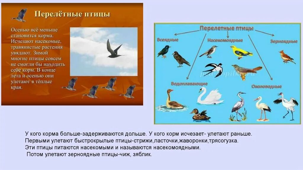 Почему птицы совершают. Перелетные птицы презентация. Перелетные птицы осенью что делают. Насекомоядные перелетные птицы. К перелетным птицам относятся.