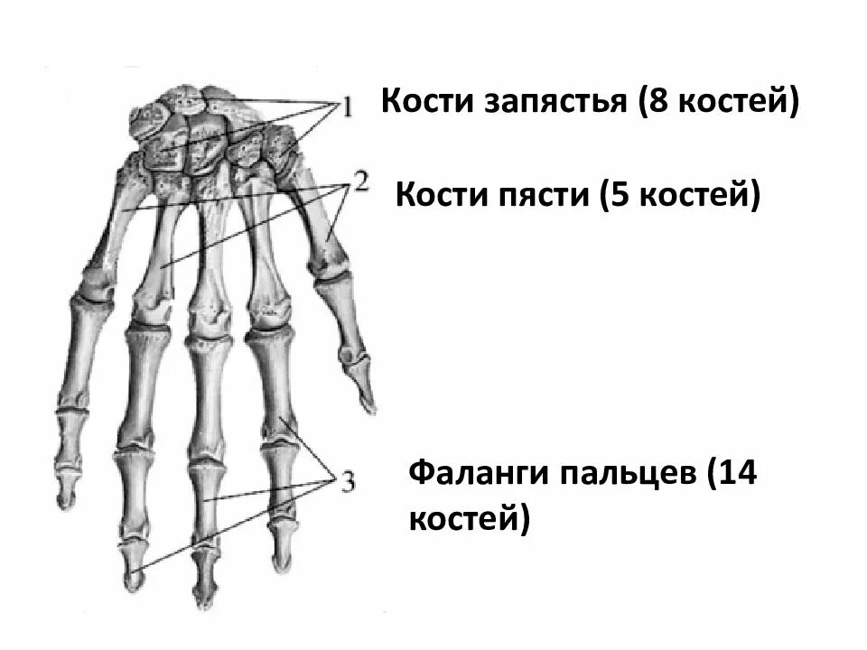 Кости пясти и фаланги. Кости запястья и кости пястья. Кости пясти запястья и фаланги пальцев. Кости пясти человека. Кости в запястье руки