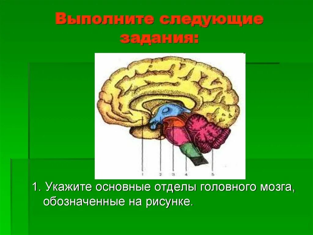 Назовите основные отделы головного мозга. Головной мозг. указанные отделы головного мозга. функции мозга человека. строение головного мозга для лабораторной.