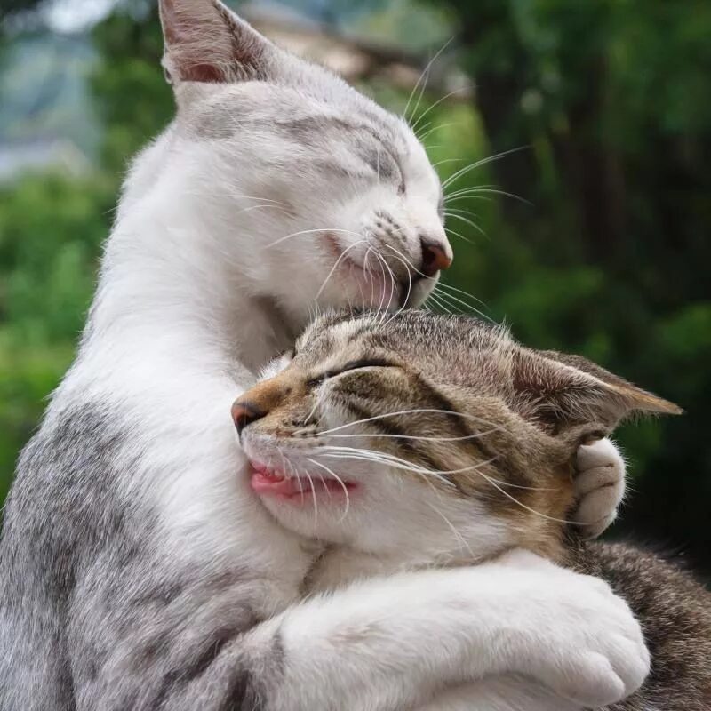 Кошки любовь. Кошки обнимаются. Влюбленный котик. Кошачьи обнимашки. Обожаю с двумя