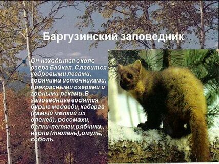 Небольшое сообщение о заповеднике