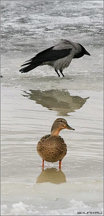 Ворон утка. Гусь и ворона. Ворона и утёнок. Утка и ворон. Утиное движение.