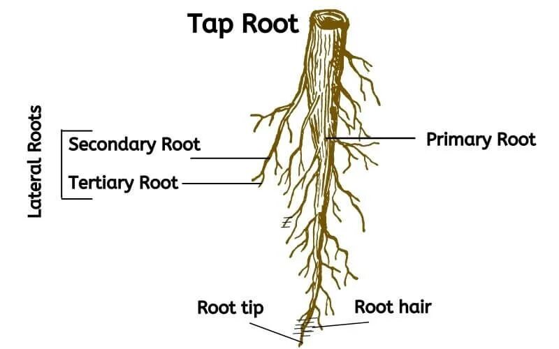 Корневой root