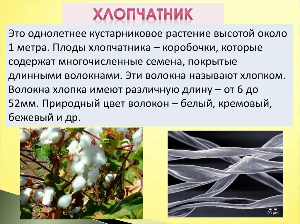Хлопок значение. Волокна растительного происхождения. Растительные волокна хлопок. Натуральные волокна растительного происхождения. Натуральные волокна растительного происхождения хлопок.