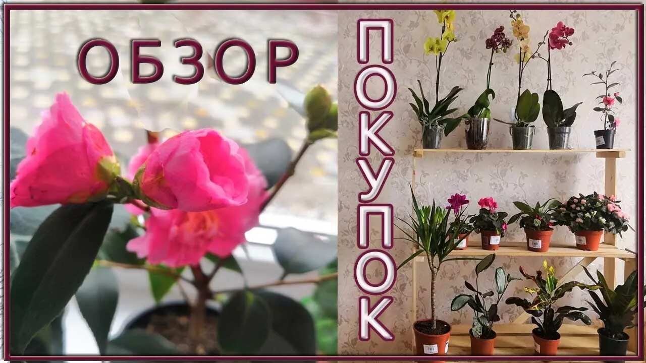 Садовый центр хутор ленинаван флориссима. Флориссима ростов ленинаван. Садовый центр флориссима ростов. Садовый центр хутор ленинаван флориссима. Ростовский питомник растений.