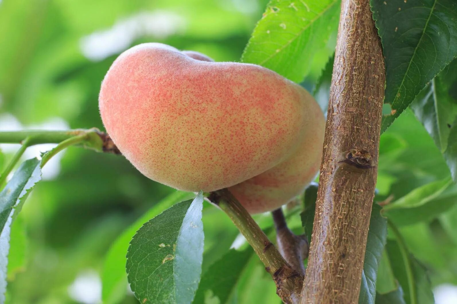 Siera peach. Персик и нектарин. Siera peach. Сорт персика ред хевен. Сорт персика редхейвен.