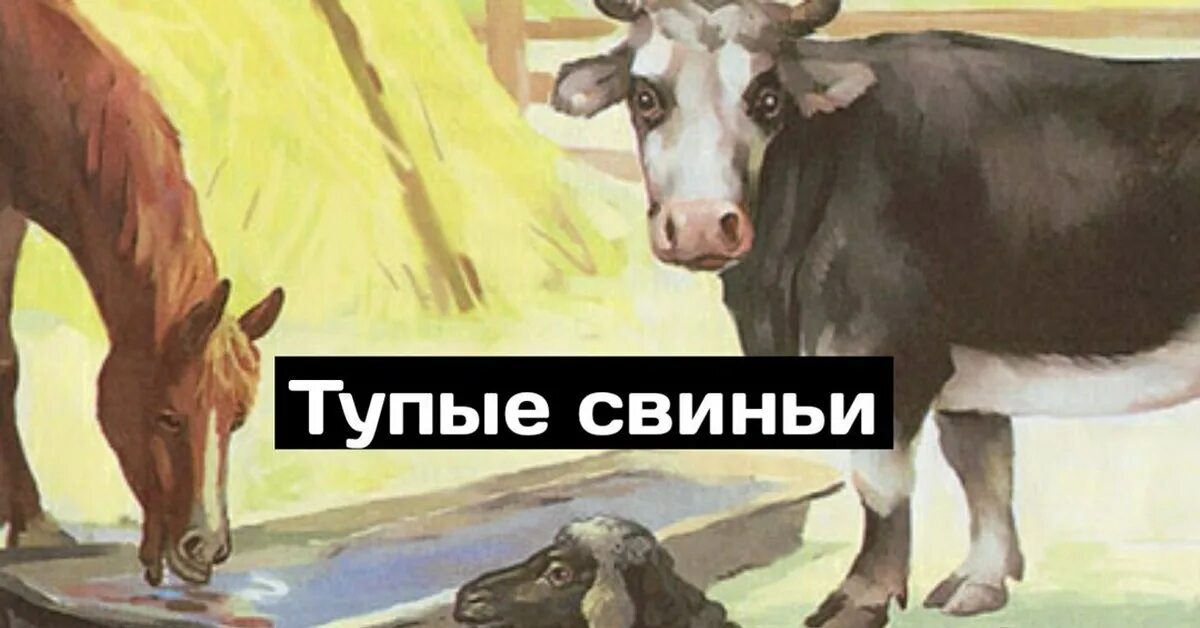 Свинья глупой