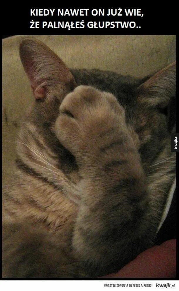 Кот закрыл рот лапой. Котик фейспалм. кот рука лицо. кот закрыл лицо. кот закрывает лапой морду.