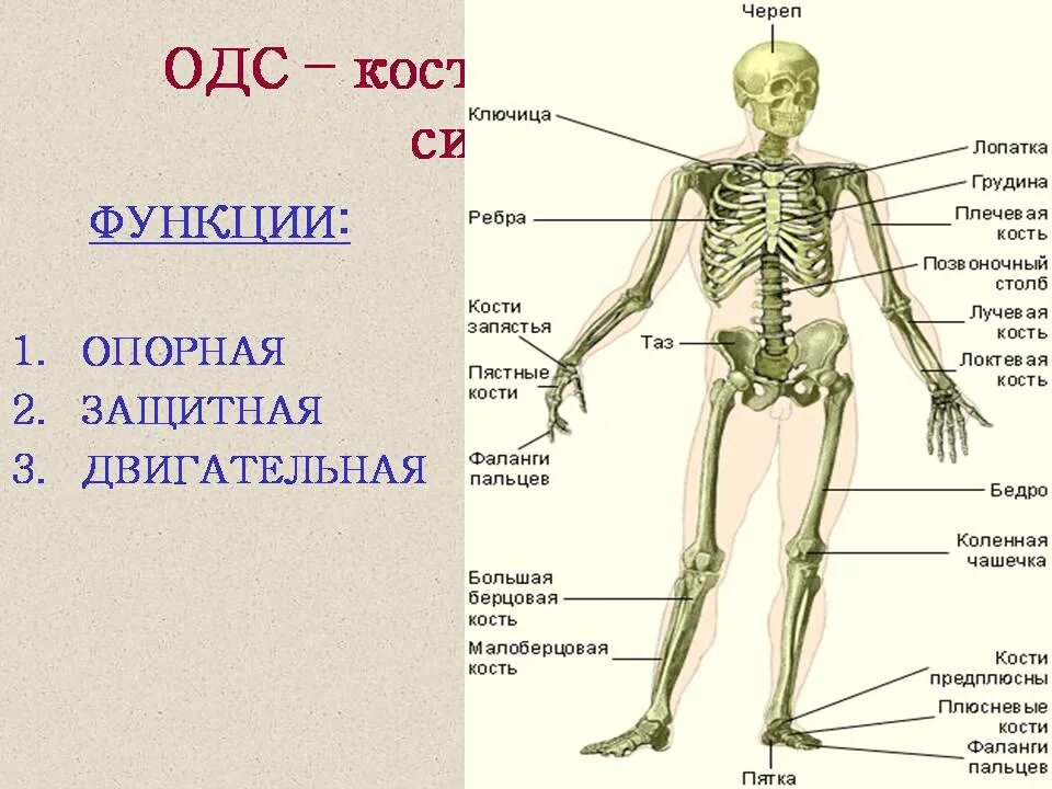 Костная система выполняет в организме функцию. Скелет человека опорно двигательная система. ОДС биология. Остеология. Функции опорно двигательной системы.