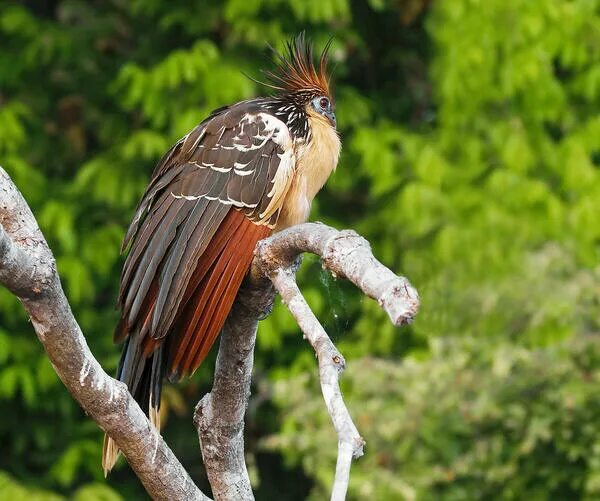 Hoatzin Bill Holsten Photography Weird birds, Birds, Beautiful birds