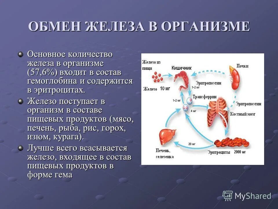 Обмен железа в печени. Обмен железа в организме. Поступление железа в организме. Схема обмена железа в организме. Транспорт железа в организме.