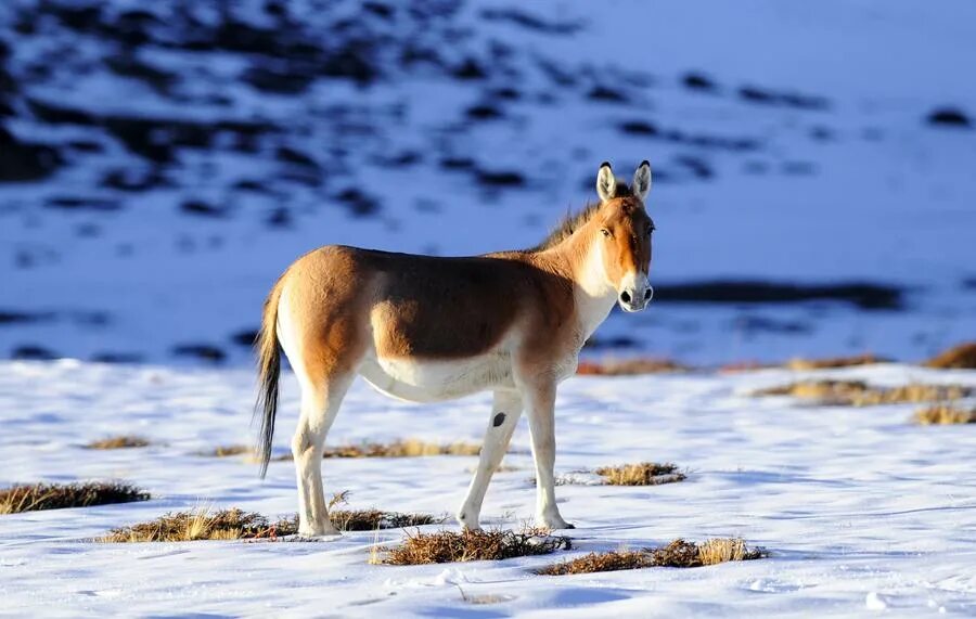 Дикий осел сканворд 5. Кианг (Equus Kiang). Дзерен Монголия. Кианг Гималаи. Тибетский дзерен.