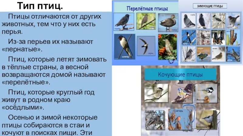 Птицы какой тип животных. Чем птицы отличаются от других животных. отличие птиц от других животных. сравнение птиц и зверей. признаки отличающие птиц от других животных.