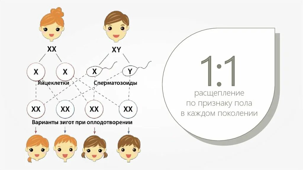 Когда происходит генетическое определение пола у человека. Генетическая схема хромосомного определения пола у человека. Генетика пола схема. Схема определения пола. Определение пола ребенка по хромосомам.