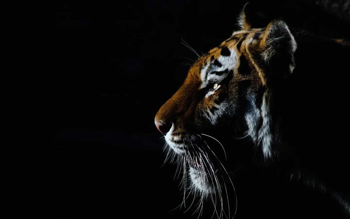 Mobile wallpaper: Animals, Leopards, 21218 download the picture for free.