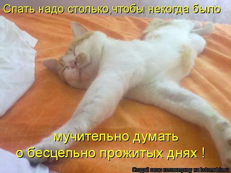Разбудили видео. Кот спит. Спать картинки. Надо спать. Хорошо поспать и отдохнуть.