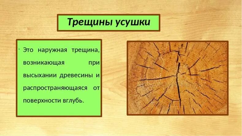 Виды трещин древесины. Усушка древесины. Боковая трещина древесины. Пороки древесины трещины усушки.