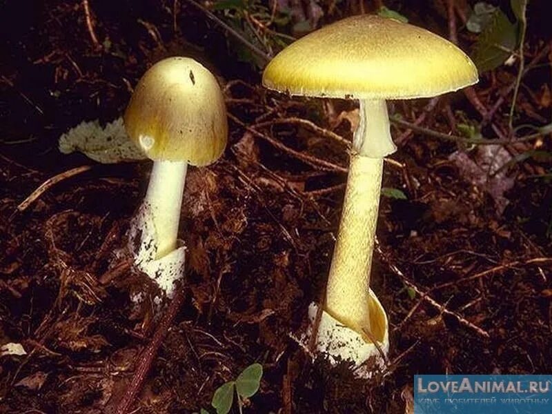 поганка гриб. бледная погоганка гриб. несъедобные грибы волгоградской области. гриб поганка обыкновенная. гриб белая поганка бледная поганка.