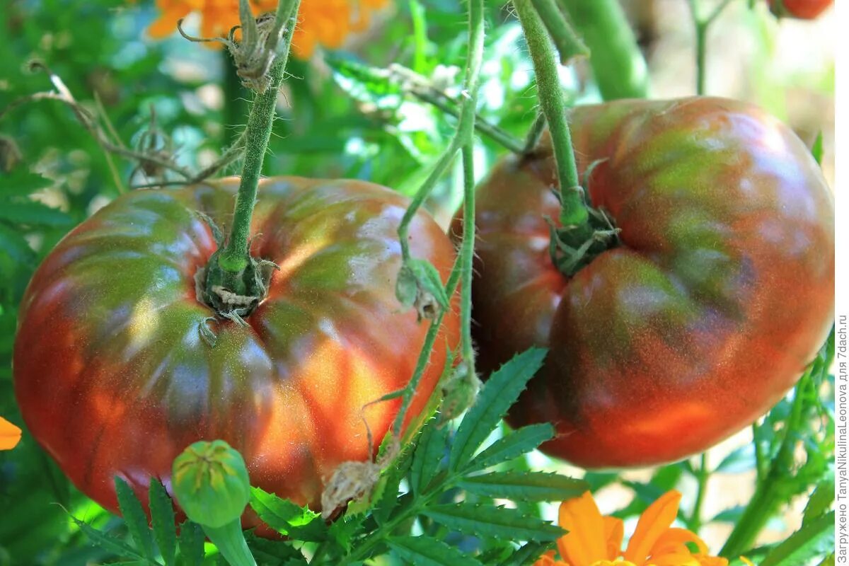 Томат крымские характеристика и описание. Томат крымский черный евро семена. Томат черный крымский седек. Томат крымские характеристика и описание. Семена томат крымская роза томагрос.