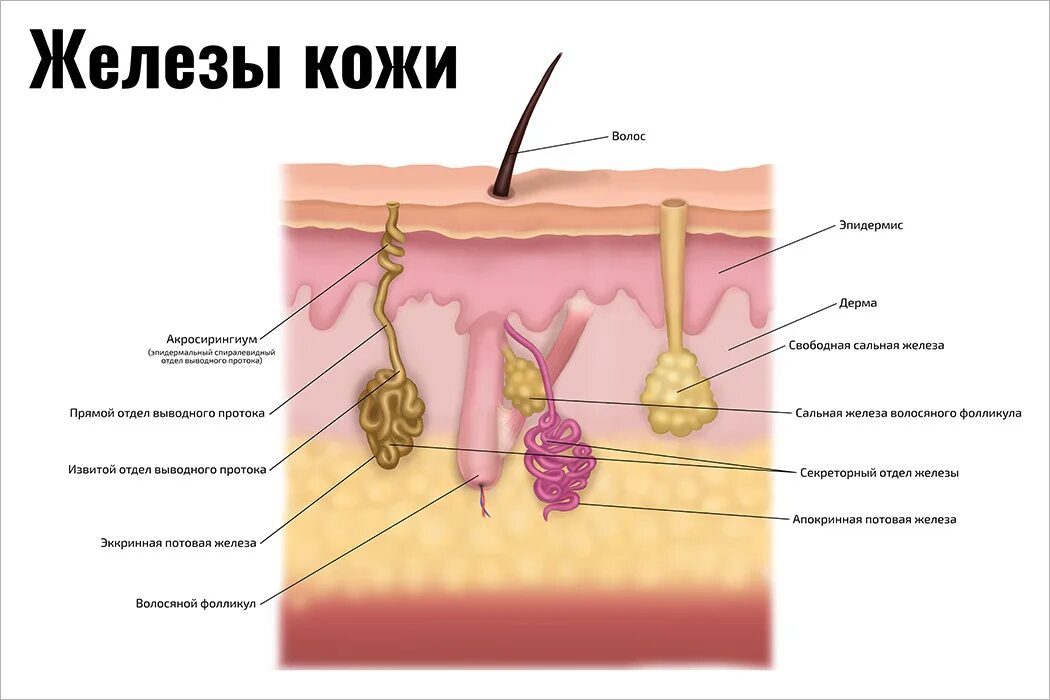 Железы кожи человека таблица. Кожа человека биология. Функция железы кожи человека