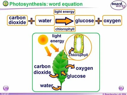 Plant photosynthesis