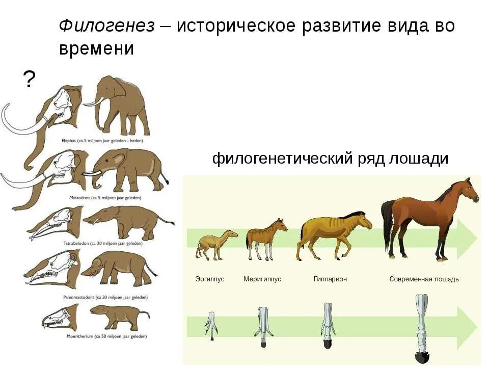 Филогенетичечкийряд лошади. Эволюция филогенетический ряд лошади. Филогенетические ряды это доказательства эволюции. Филогенетический ряд лошади это палеонтологические.