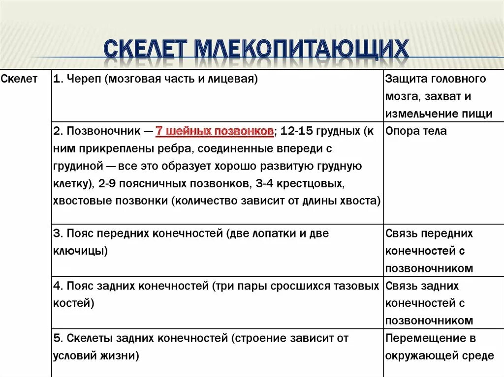 Лабораторная работа внутреннее строение млекопитающих. Таблица отдел скелета строение функции млекопитающих. Таблица отдел скелета особенности строения функции млекопитающих. Строение скелета млекопитающих таблица. Таблица по биологии система органов строение функции млекопитающих.