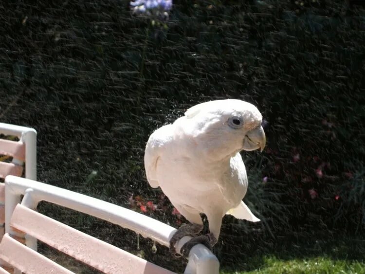 Какаду нижний новгород. Соломонский Какаду. Соломонов попугай. Cacatua ducorpsii. Парк птиц Какаду Анапа.