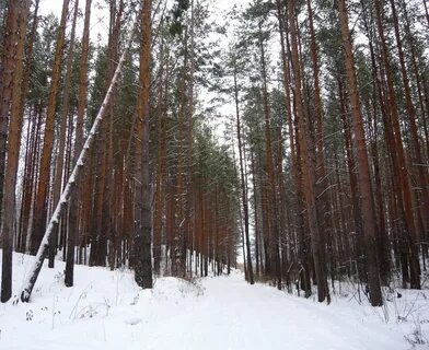 В лесах зимой живут сосновых