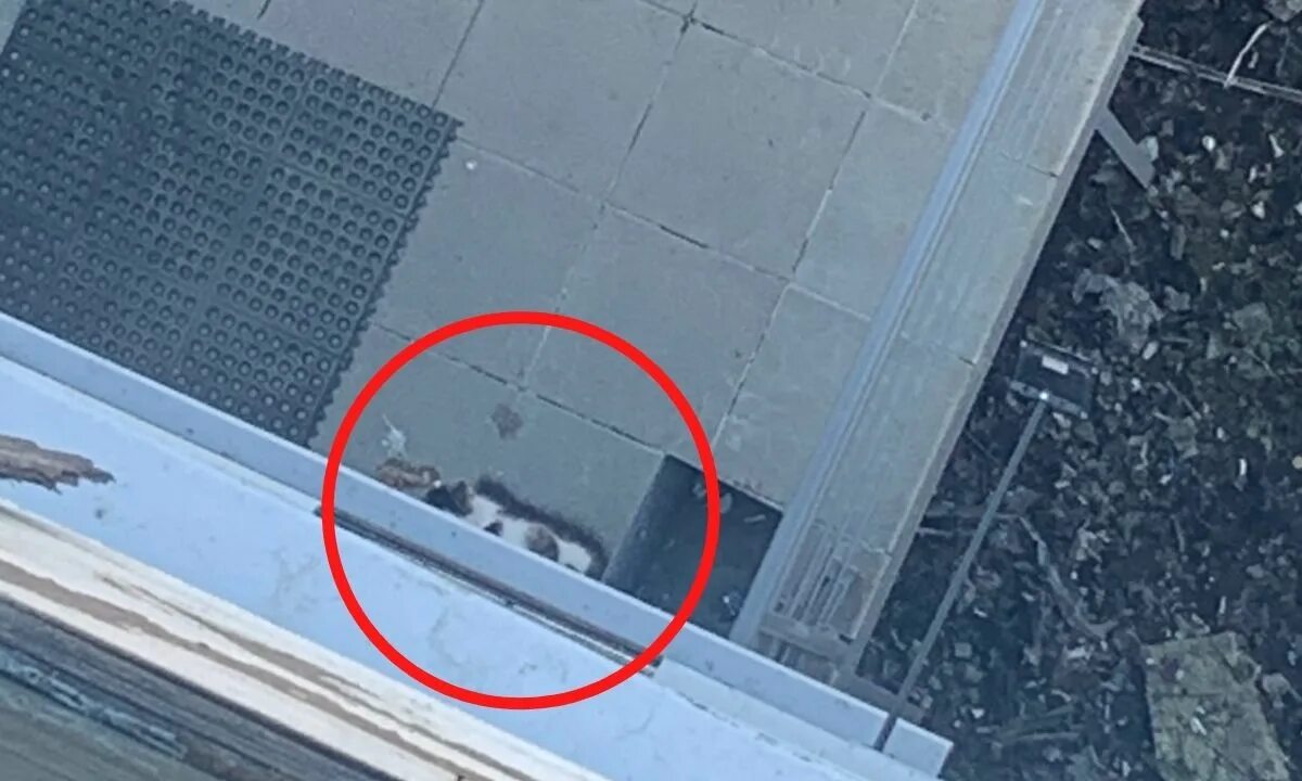 Кошка упала с 5 этажа. Выкинул кота с балкона. Котенка выкинули с балкона 17.11.2022.