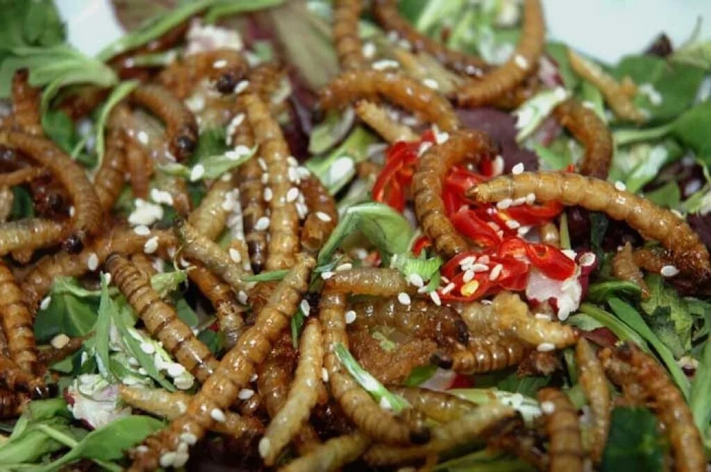 Черви в еде. Блюда на хэллоуин червяки. Личинка мучного червя. Самые отвратительные насекомые. Жареные сверчки.