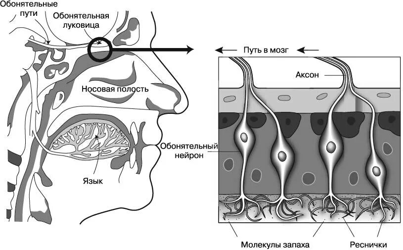 Строение обонятельного анализатора человека схема. Анализаторы схема строения обонятельного анализатора. Строение рецепторов обонятельного анализатора. Строение обонятельного анализатора рисунок. Обонятельный канал