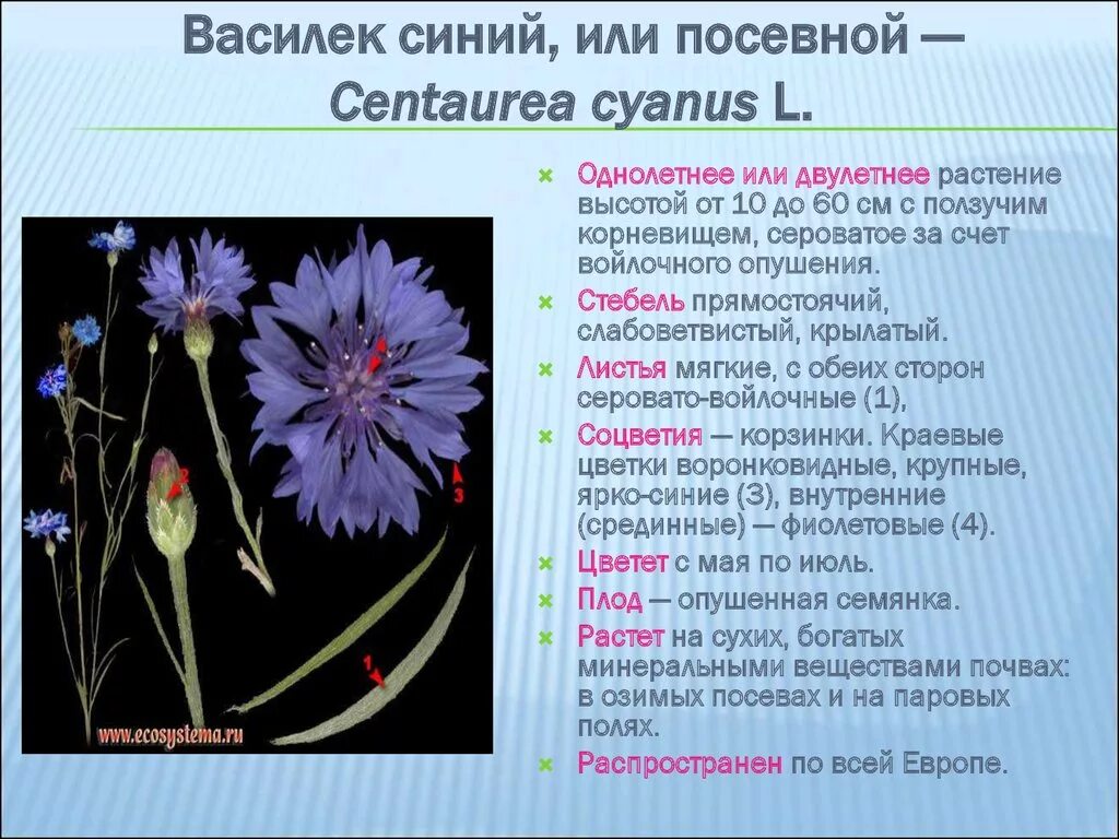 Василек текст описание. Василек семейство сложноцветных. Астровые Сложноцветные Василек. Василек синий сложноцветное. Василек характеристика растения.