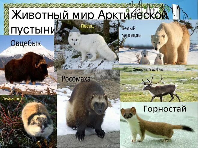 Зона арктических пустынь животные. Животный мир арктических пустынь в россии. Характерные животные арктической пустыни. Животные обитающие в арктической пустыне. Особенности животных арктики.