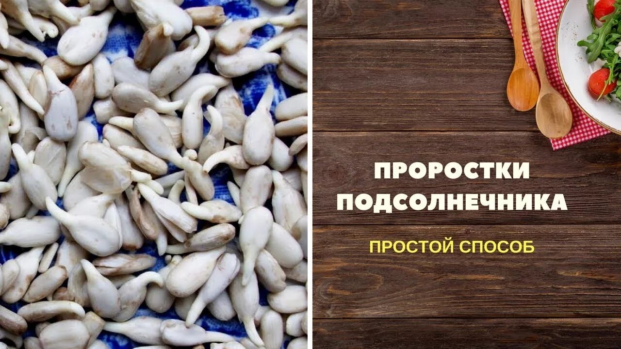 Как садить семена подсолнуха. Проростки семян подсолнечника. проростки семечек подсолнуха. очищенные проростки подсолнечника. пророщенное семя подсолнечника.
