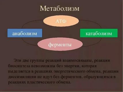 Что такое анаболизм и катаболизм