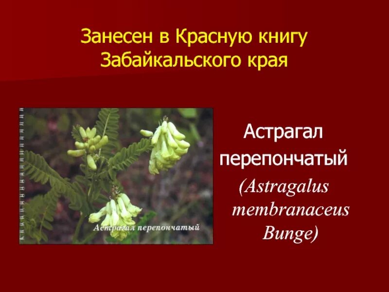 Песни занеси меня в красную книгу. Астрагал перепончатый (Astragalus membranaceus). Астрагал перепончатый красная книга. Красная книга Забайкалья растения. Красная книга Забайкальского края.