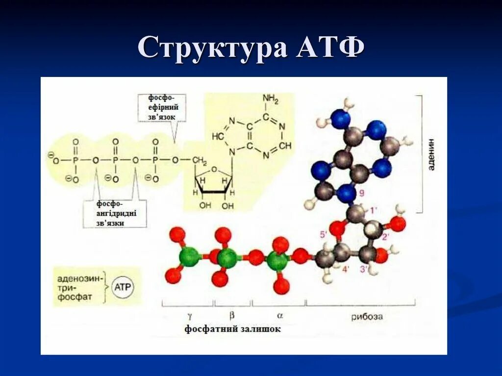 3 строение атф