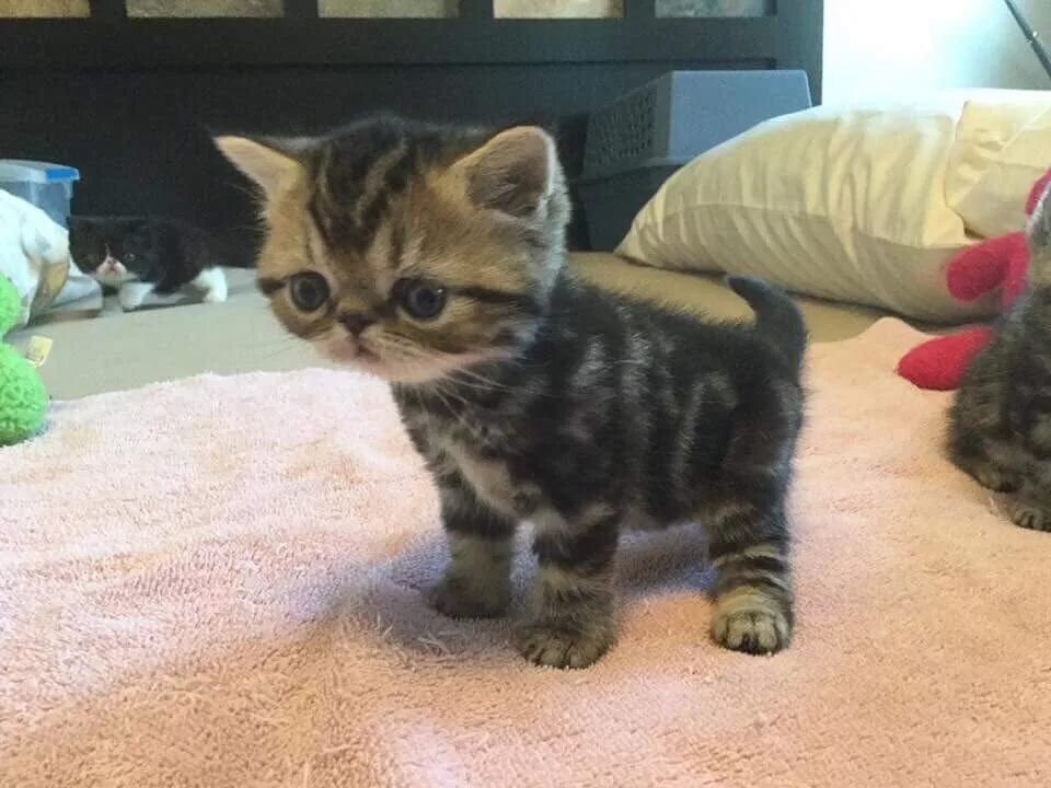 Покажите котики пожалуйста